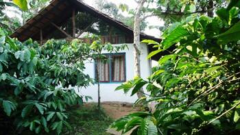 Golden Mist Plantation and Resort, Coorg 3